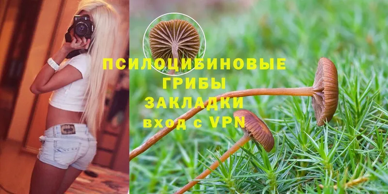 Псилоцибиновые грибы Psilocybe Алатырь